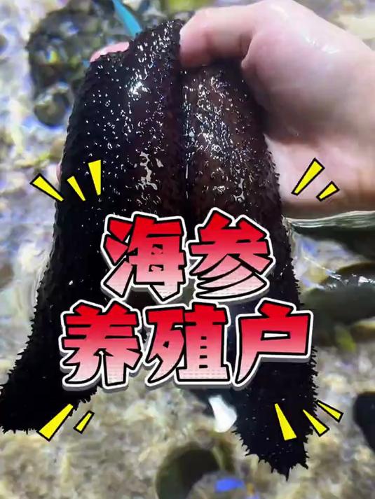 鱼没养好，海参养的倒是不错！