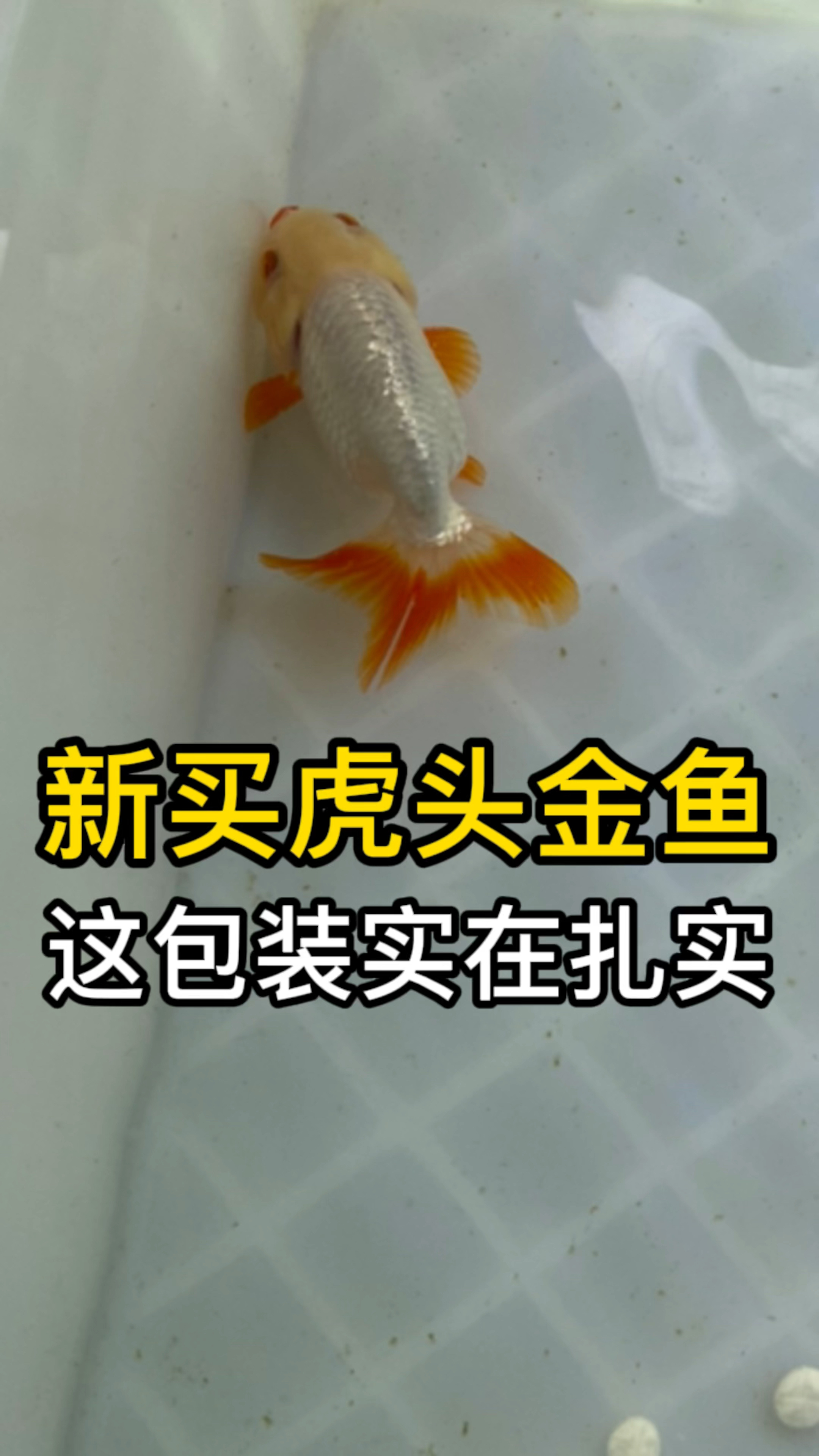俏色虎头金鱼到家了,这包装没谁了
