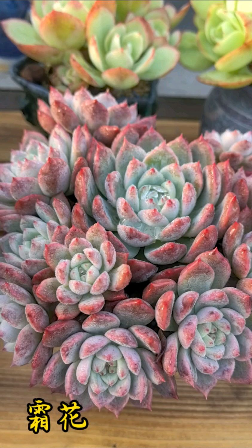 霜花是强烈推荐养的一款多肉,爱爆侧芽容易上色还特皮实