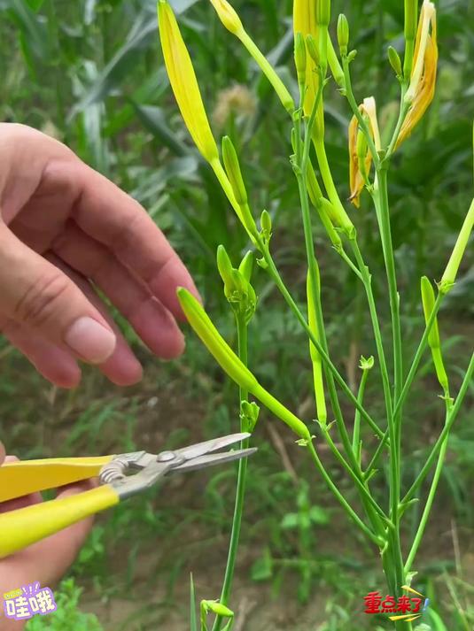 自然晒干无任何添加的 黄花菜_你们吃过吗