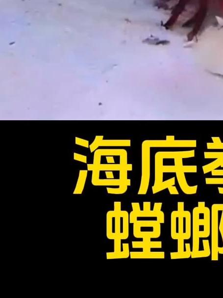 海底拳王螳螂虾