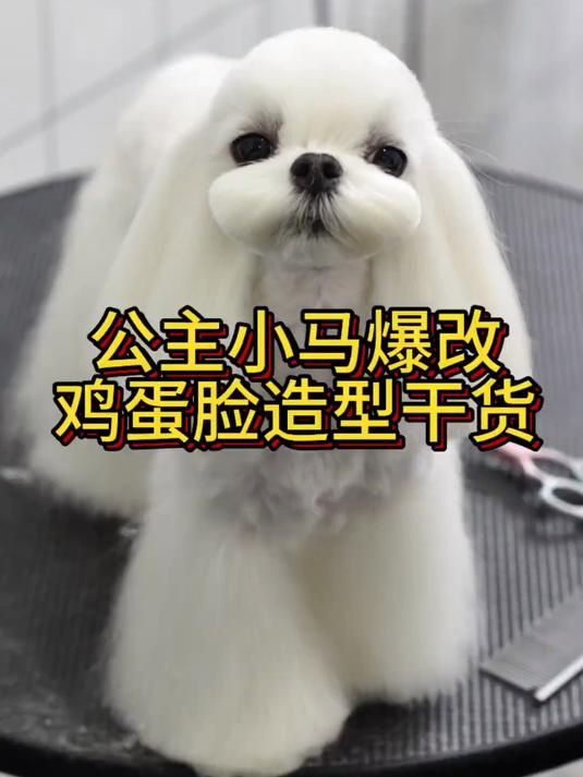 马尔济斯鸡蛋脸的详细干货来咯