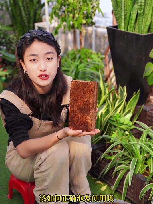 小砖头大用处，养花种菜的营养椰糠砖，一块“砖”能变成一大盆土