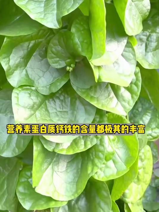 天然补钙小能手,大叶木耳菜苗,口感滑嫩宝宝爱