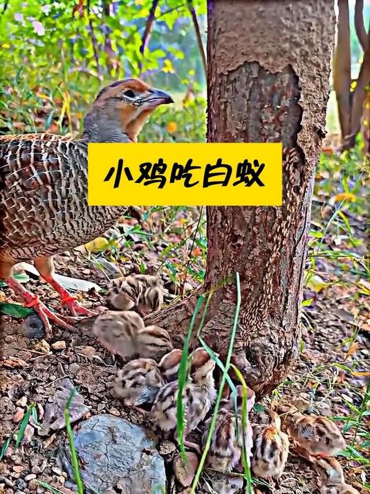 鸡妈妈带小鸡吃白蚁,这是在吃自助餐吗
