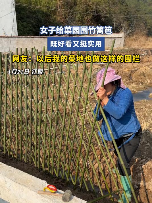 女子给菜园围竹篱笆