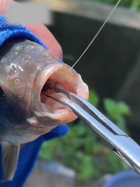 钳子伸进鱼嘴,轻轻一夹鱼钩就取出来了,比普通取钩器更好用