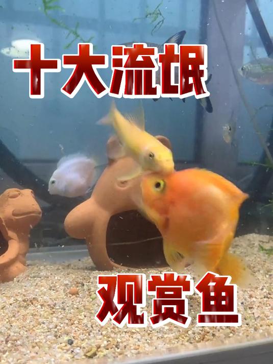 十大流氓观赏鱼