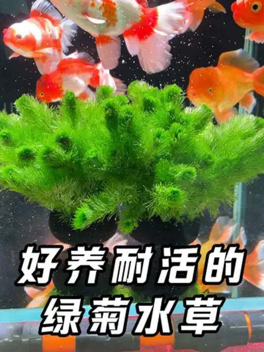 最好养的水草放鱼缸,净化水质鱼儿欢,真不错