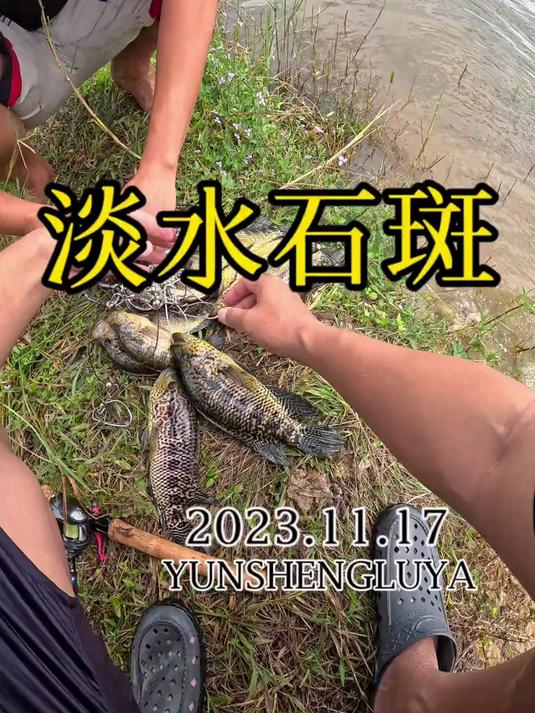 别被误导,海南淡水石斑真的一点都不少,真相是这样的