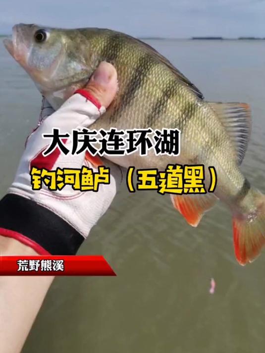 大庆连环湖钓河鲈五道黑