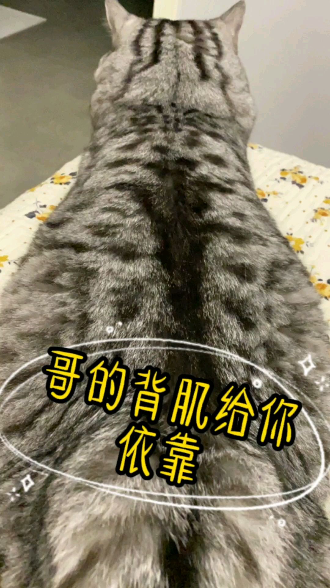 小宝这猫咪的身材,前世恐怕是条鱼～美猫鱼!