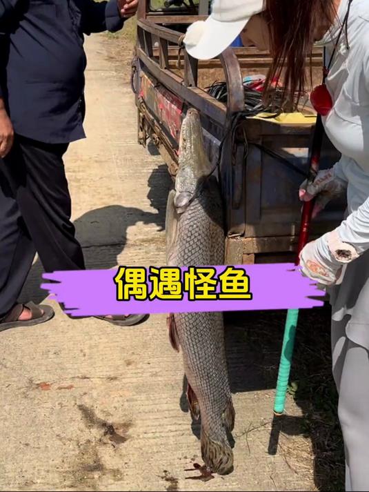 兄弟们，你们认识这是什么鱼吗？太奇怪了