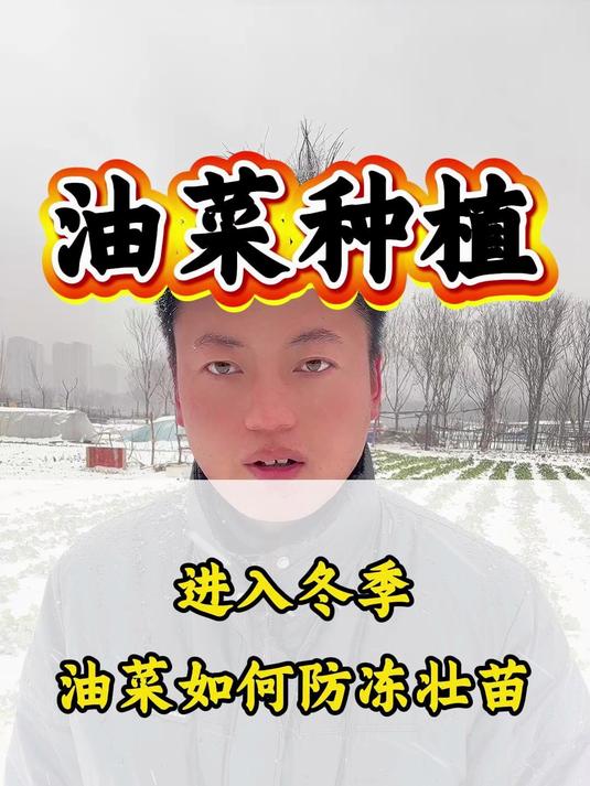进入冬季油菜如何防冻壮苗