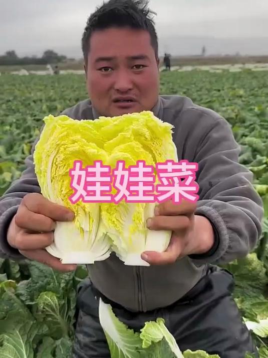 原来娃娃菜就是大白菜呀