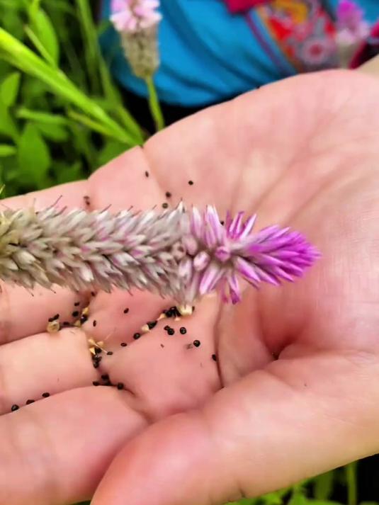 青葙子,又叫明目草、鸡冠花、草决明等,苋科一年生草本植物