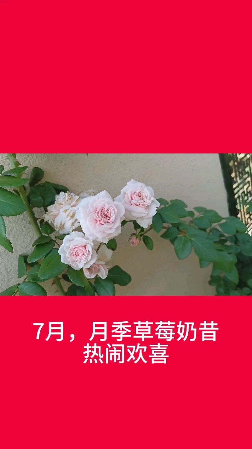 7月,月季草莓奶昔热闹欢喜