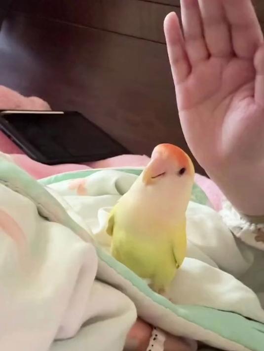 超配合麻麻玩游戏的神气小鸡，宝宝你给妈妈可爱晕了#萌宠##动物##鹦鹉#