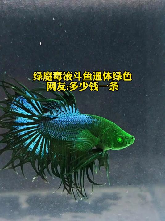 绿魔毒液斗鱼通体绿色,网友;多少钱一条?