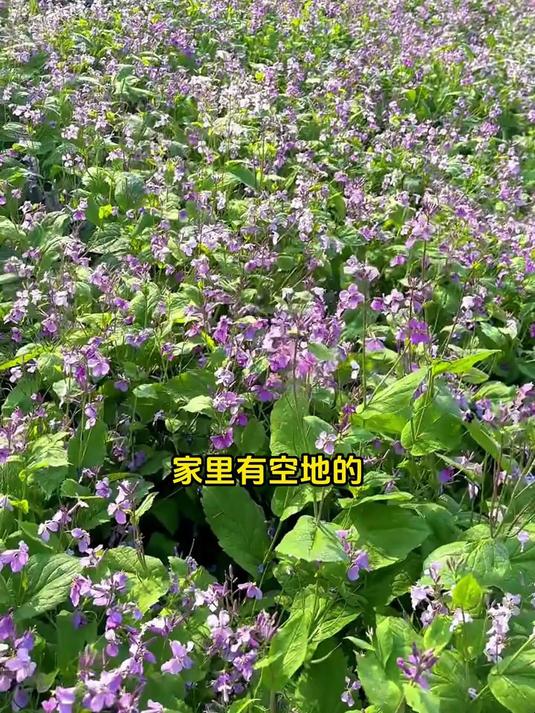 二月兰,花朵小巧,生命力强,不挑土壤不挑气候,观赏性极佳!