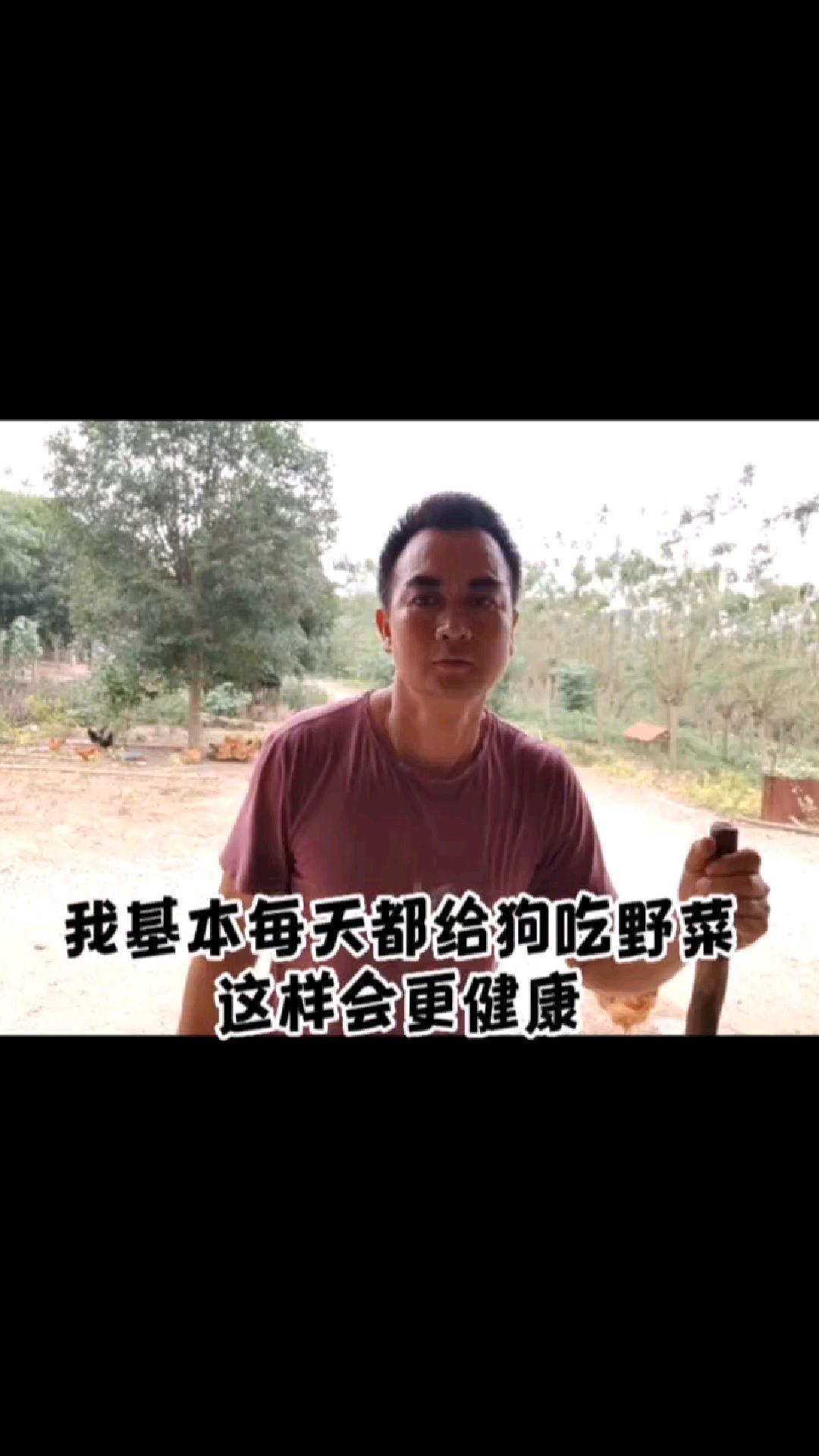 狗多吃野菜,可以预防感冒,和拉稀