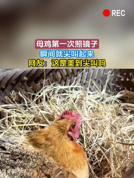 母鸡第一次照镜子,瞬间就尖叫起来,网友:这是美到尖叫吗