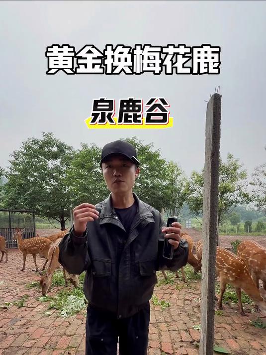 黄金换梅花鹿?