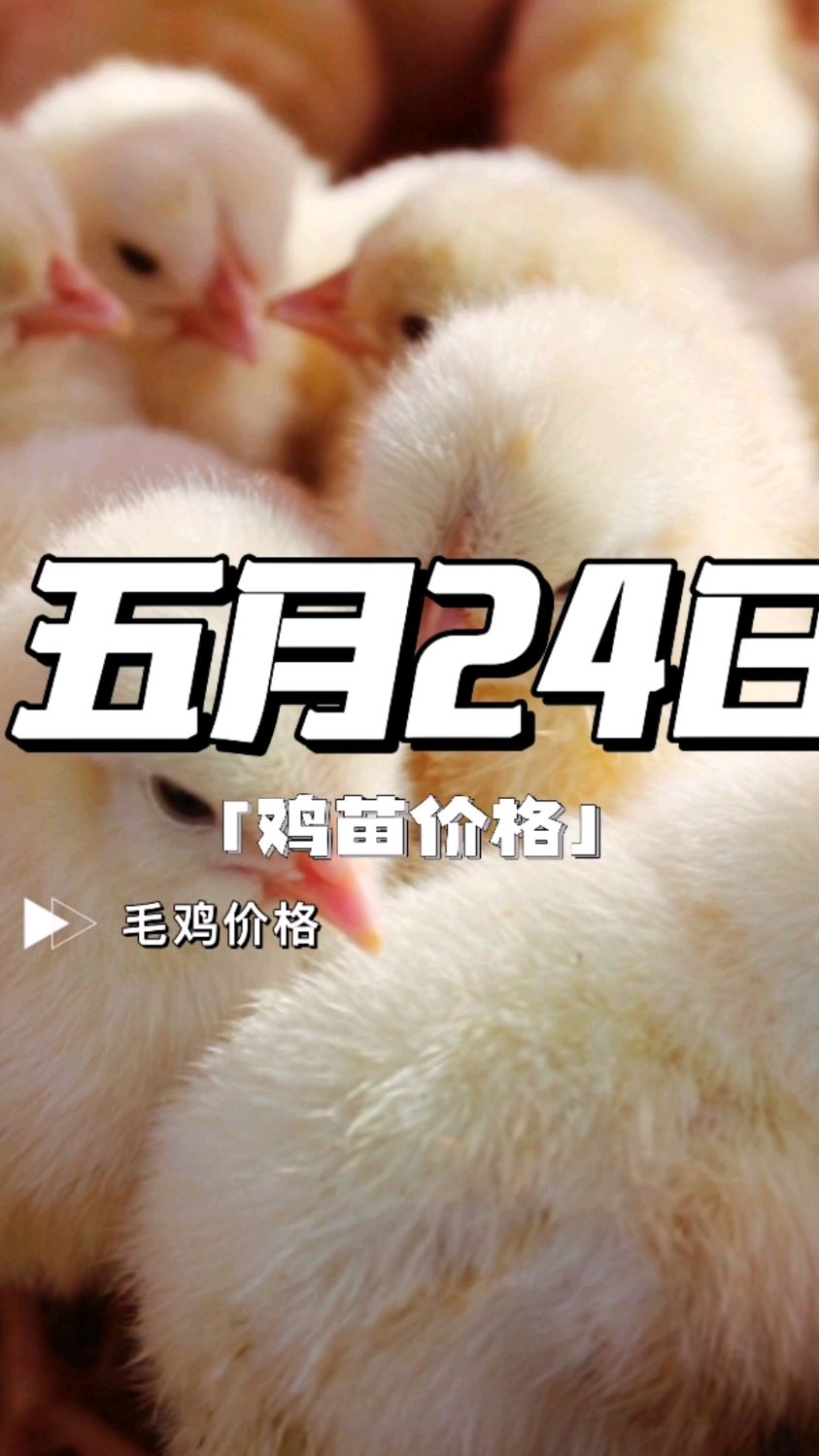 鸡苗价格 鸡苗价格今日行情 鸡苗价格对肉鸡价格的影响 鸡苗价格报价 鸡苗价格最新行情