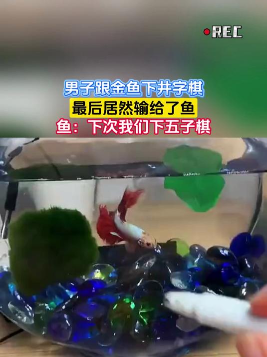 男子跟金鱼下井字棋,最后居然输给了鱼,鱼:下次我们下五子棋