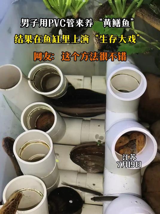 男子用PVC管来养“黄鳝鱼”，结果在鱼缸里上演“生存大戏”