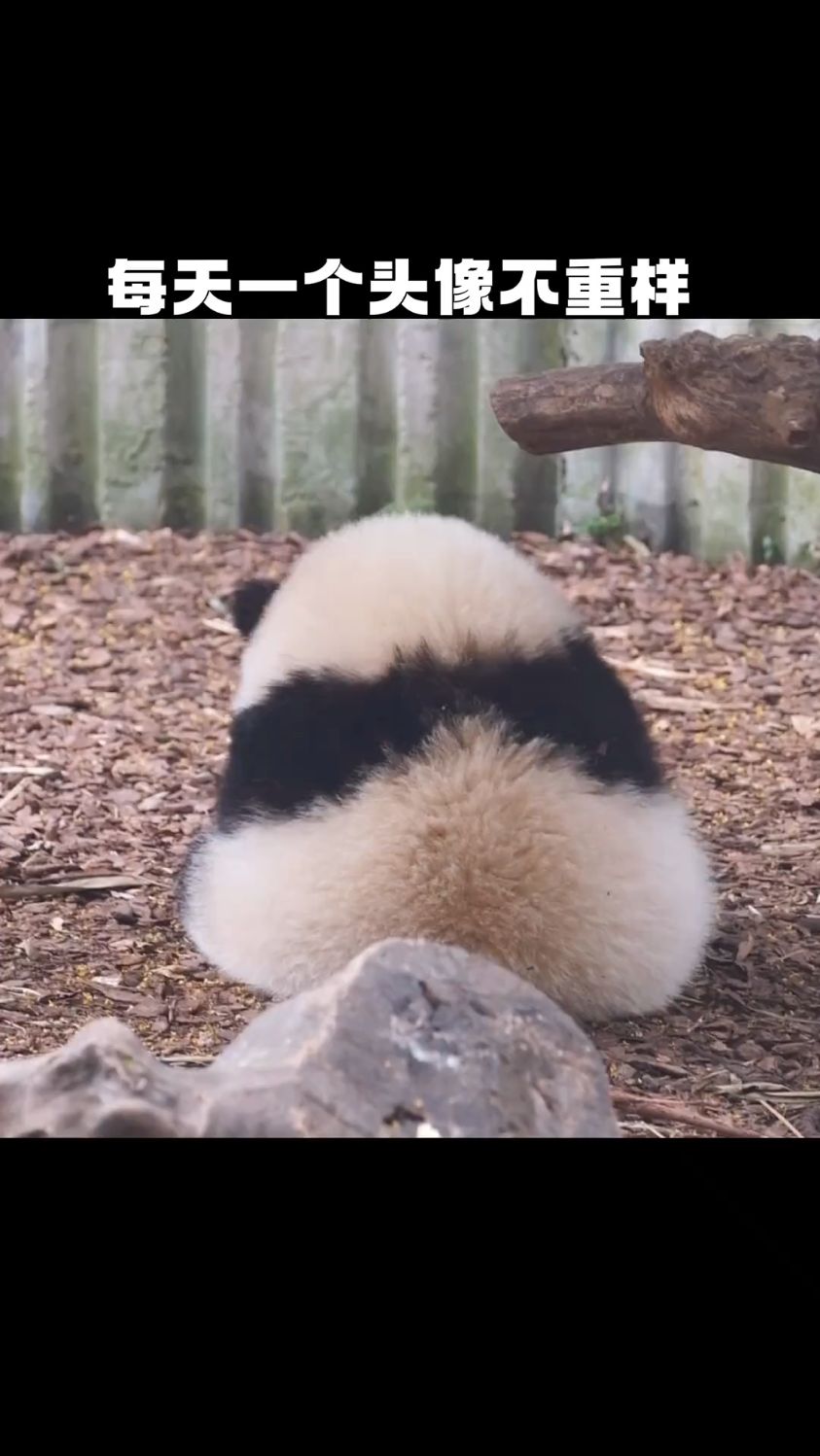 熊猫花花头像!可爱的糯米团子