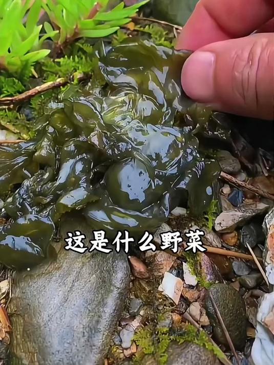 这些野菜你吃过几种