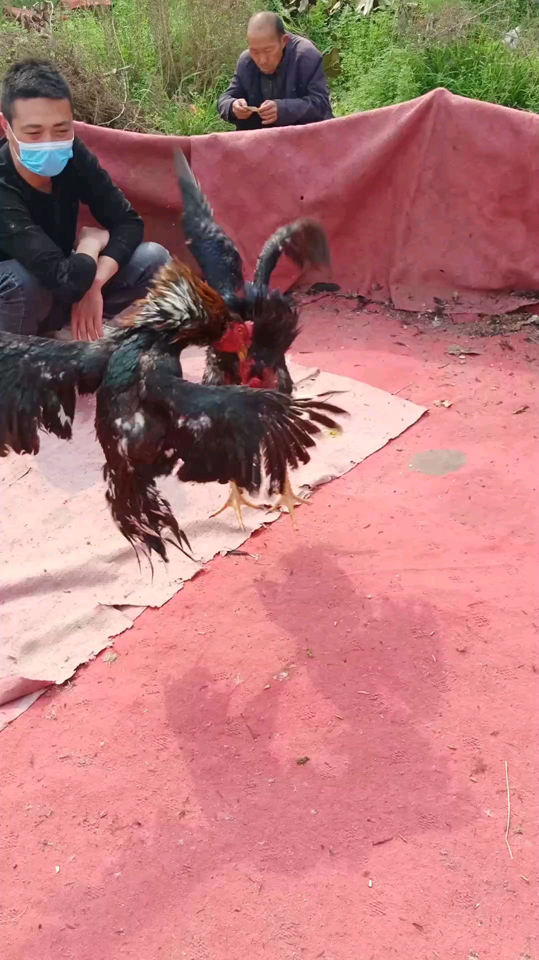中原斗鸡:脖子有黄毛的鸡是我的鸡