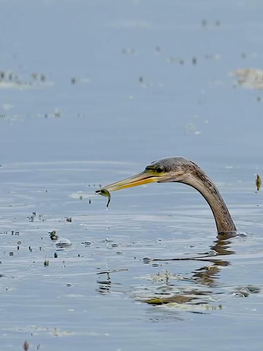 蛇颈猎手致命一击!看黑腹蛇鹈生吞活鱼的野性时刻
