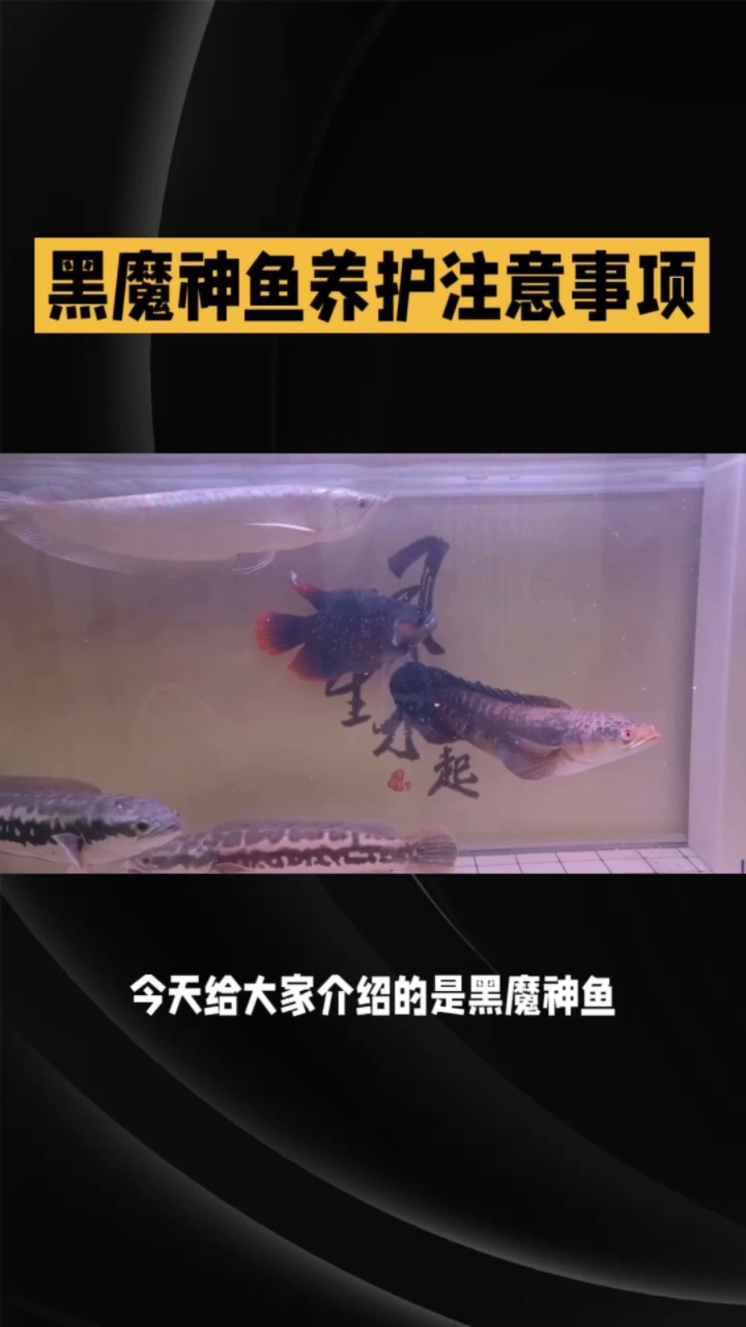 皮实好养活黑魔神鱼