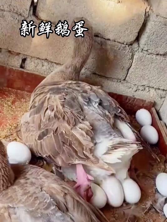 正宗土鹅蛋 蛋清浓稠蛋黄大 蒸煮煎炒样样鲜