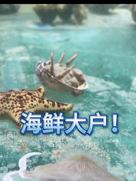 在鱼缸里养海鲜是一种什么体验！#海洋生物