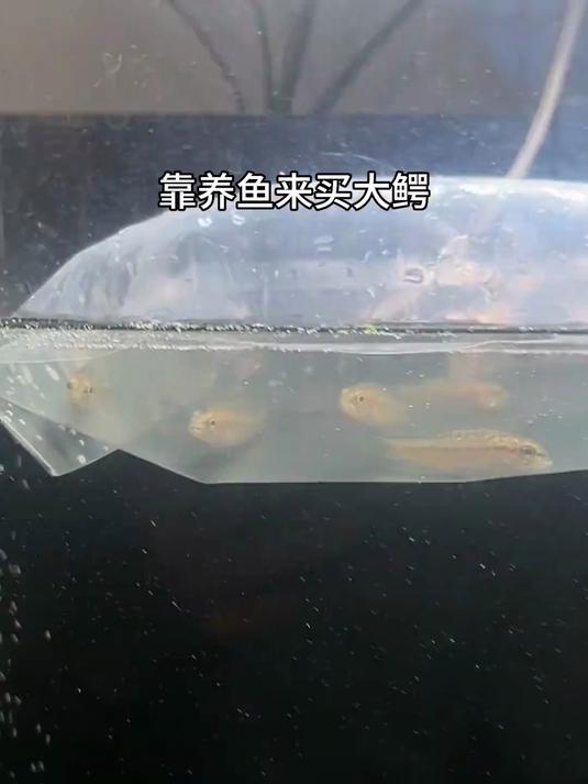这几个鲈鱼苗给我整得不自信啊#鲈鱼苗翻车实录##养龟翻车现场##养龟日记#