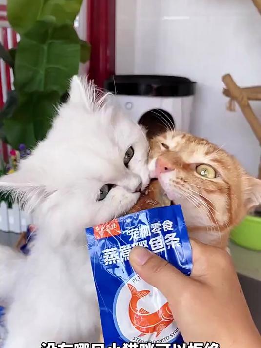 有了这好吃不贵的鲣鱼谁还给猫买营养品呀养猫经验分