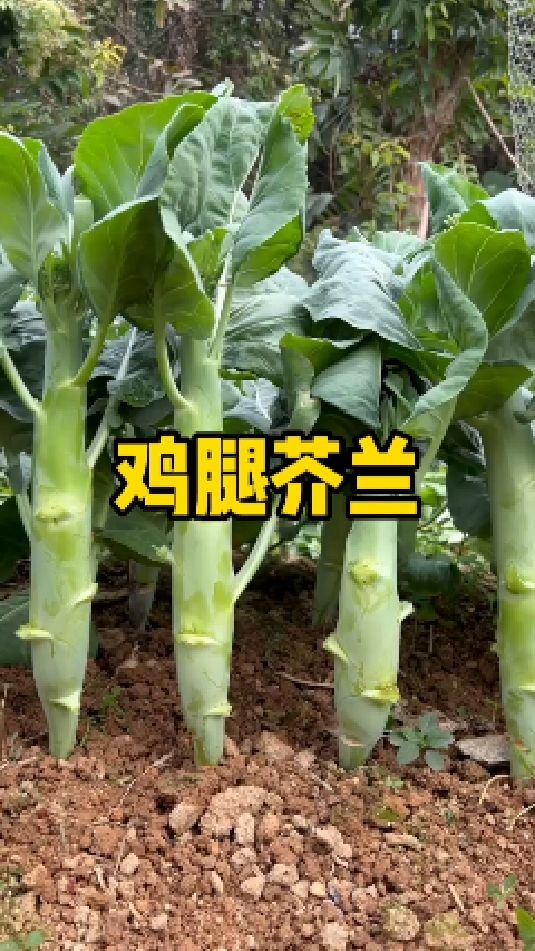 不一样的芥兰菜心!现在正是种植的时候,你也种起来吧