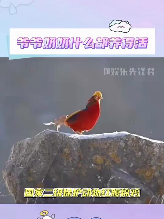 论养东西还得是你大爷 红腹锦鸡