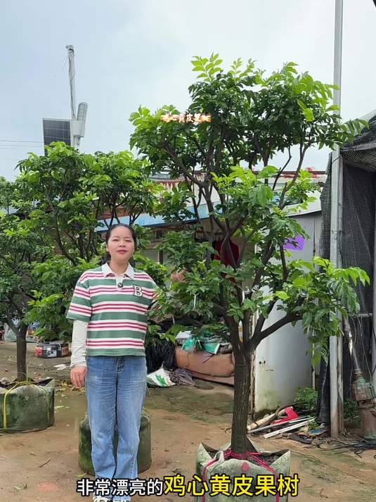 鸡心黄皮 果大饱满 口感9分甜1分酸 黄皮