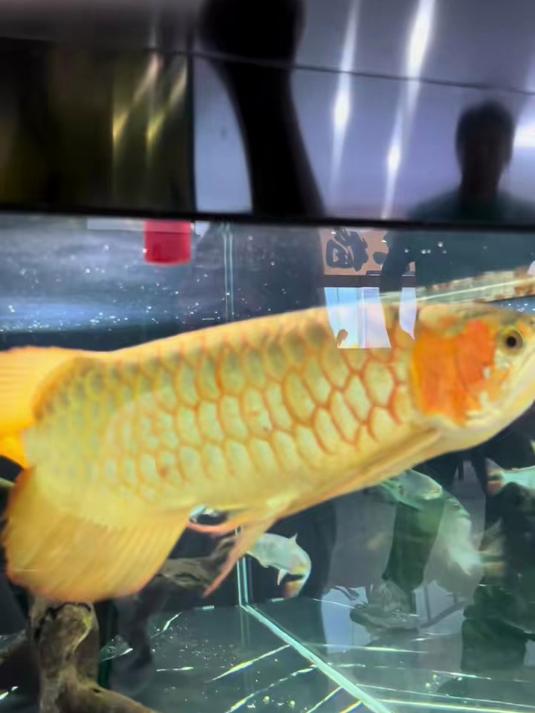 涨知识咯,前方长视频龙鱼观赏鱼红龙水族爱好者