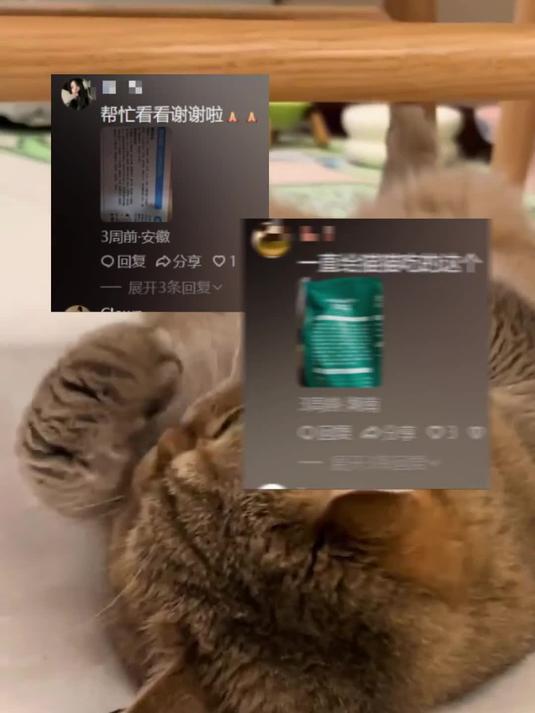 猫粮猫罐头买什么牌子合适?2025最新选购指南分享!
