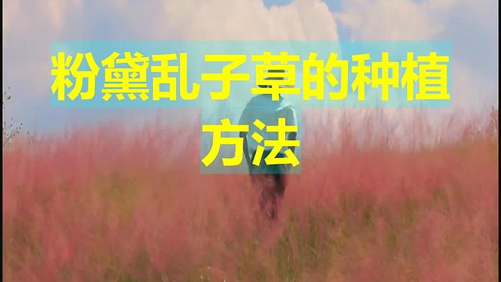 粉黛乱子草的种植方法