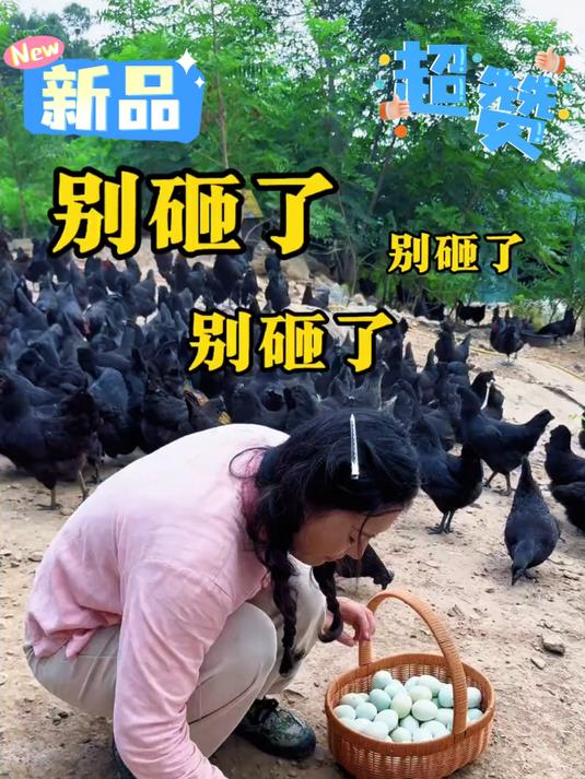 农家散养乌鸡蛋,营养高、蛋黄香,今年积压卖不动