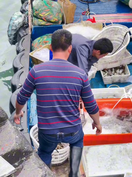 北海整个码头都是鱿鱼,正是鱿鱼的季节非常鲜嫩