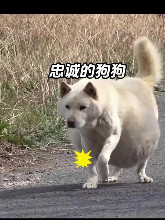 狗狗肚子莫名肿大,腹水有40斤,这全是它主人的过错导致的