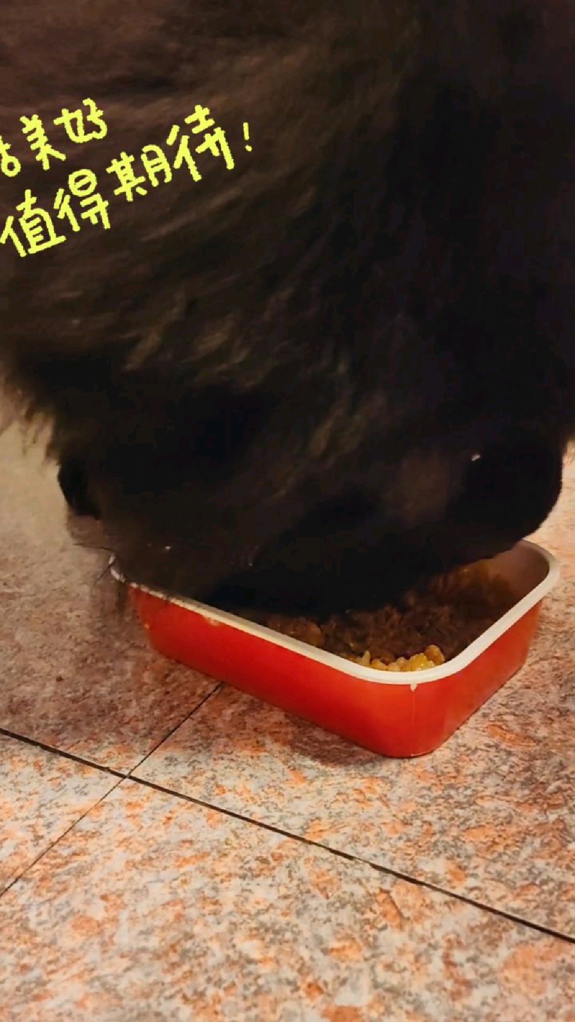 给松狮点外卖 必胜客香滋滋牛肉饭