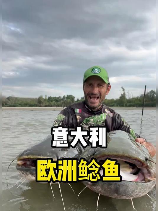 这种鱼叫欧洲鲶鱼，体长一般可以达到两米左右